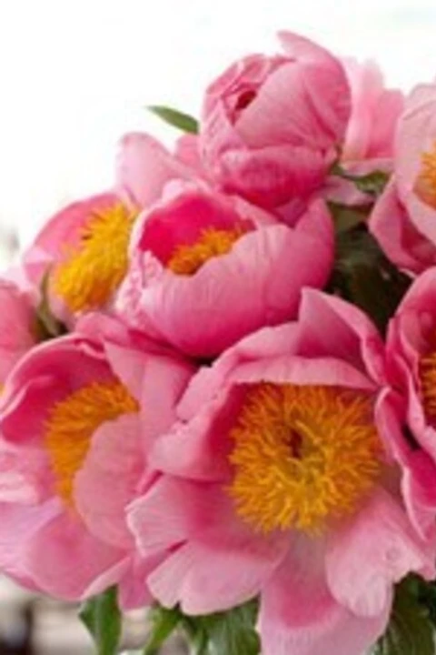 Denise Fasanello Flowers