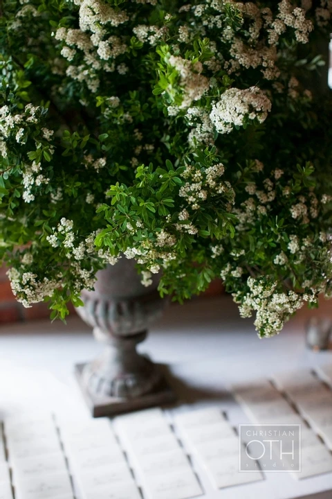 Belle Fleur